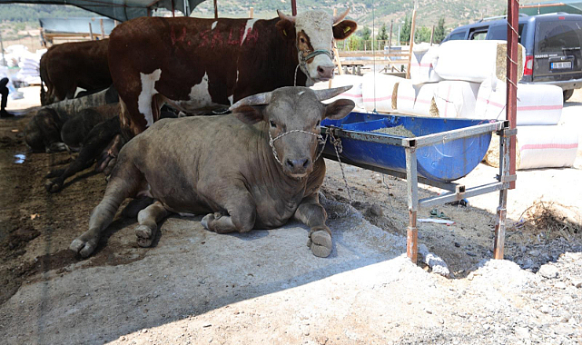 Bayraklı Belediyesi Kurban Bayramı'na hazır