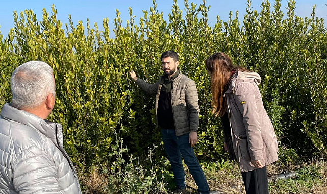 GÖKÇEN MAHALLESİNDE DEFNE YAPRAĞI YETİŞTİREREK ÖRNEK TARIM ÇALIŞMALARINI SÜRDÜRÜYOR