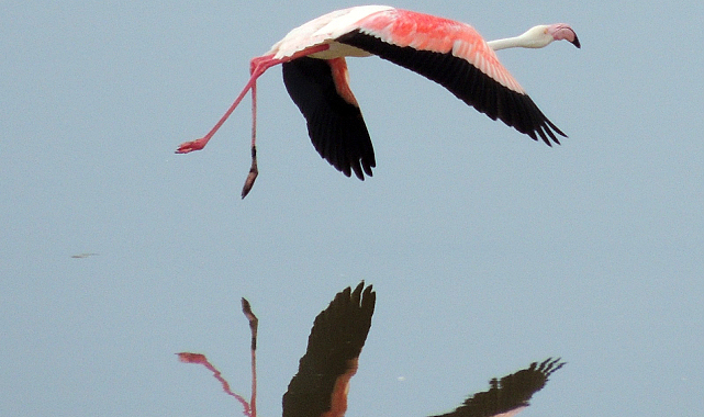 Flamingoların büyüleyici dünyası Bornova'da