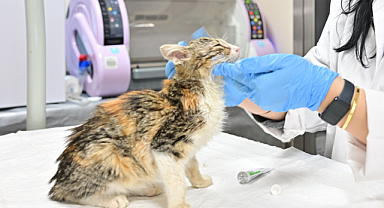 Minik Patiler'de Kısırlaştırılan Kedi Sayısı 3 Bini Geçti