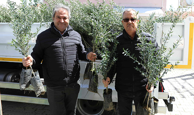 Urla'da Zeytin Üreticisine 7 Bin Fidan Desteği