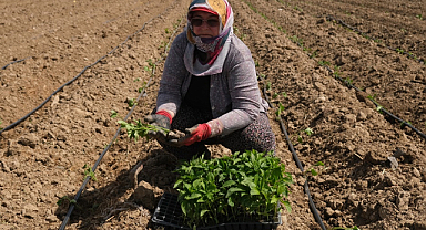 Ayvalık'ta Tarımdan Sofraya Kadın Eli Değiyor