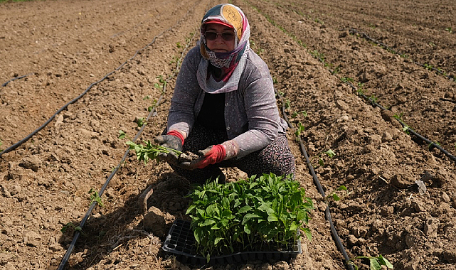 Ayvalık'ta Tarımdan Sofraya Kadın Eli Değiyor