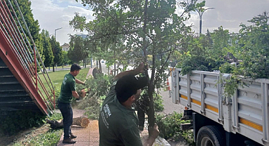 Manisa'da Fırtınanın Zarar Verdiği Ağaçlar Kaldırıldı