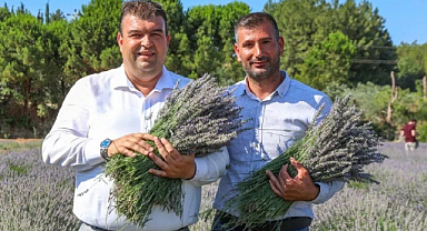 Seferihisar'da Lavanta Hasat Şenliği Başlıyor