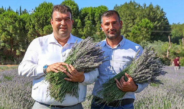 Seferihisar'da Lavanta Hasat Şenliği Başlıyor