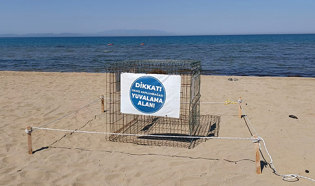 Efes Selçuk Pamucak Sahili'nde Sürpriz Misafir