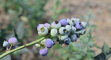 İzmir'in İlk Toprağa Dikim Blueberryleri Hasat Edildi