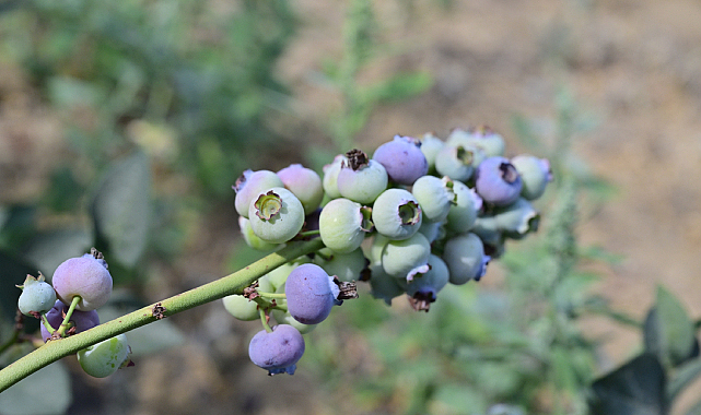 İzmir'in İlk Toprağa Dikim Blueberryleri Hasat Edildi