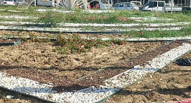 Manisa'da Kurakçıl Peyzaj ile Doğaya Saygılı Şehircilik