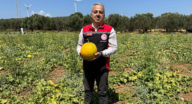Meşhur Çeşme Kavununda Hasat Zamanı