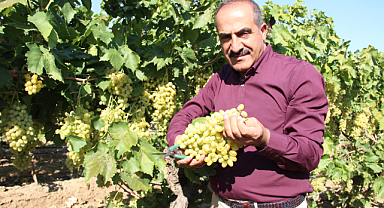 Sultani Çekirdeksiz Taze Üzümün İhracat Yolculuğu