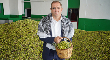 Ayvalık'ta 'Zeytin Hasat ve Turizm Festivali' Hazırlığı