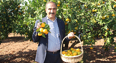 Mandalinada İhracat Hedefi 500 Milyon Dolar