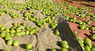 Sofralık Zeytin İhracatında 255 Milyon Dolarlık Tarihi Rekor