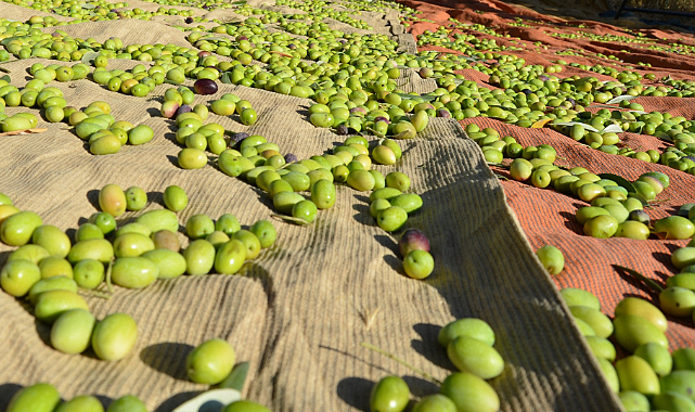Sofralık Zeytin İhracatında 255 Milyon Dolarlık Tarihi Rekor