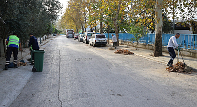 Efes Selçuk Cumhuriyet Mahallesi'nde Yaprak Toplama Çalışması