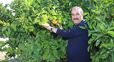 Yaş Meyve Sebze Ürünlerinin İhracat Şampiyonu Mandalina