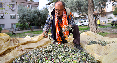 Buca'da Zeytin Hasadı Zamanı