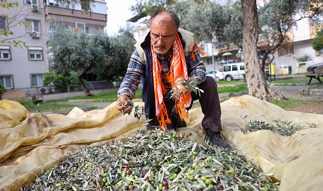 Buca'da Zeytin Hasadı Zamanı
