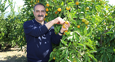 Mandalina İhracatı 615 Milyon Dolarla Rekor Kırdı