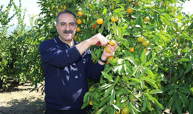 Mandalina İhracatı 615 Milyon Dolarla Rekor Kırdı