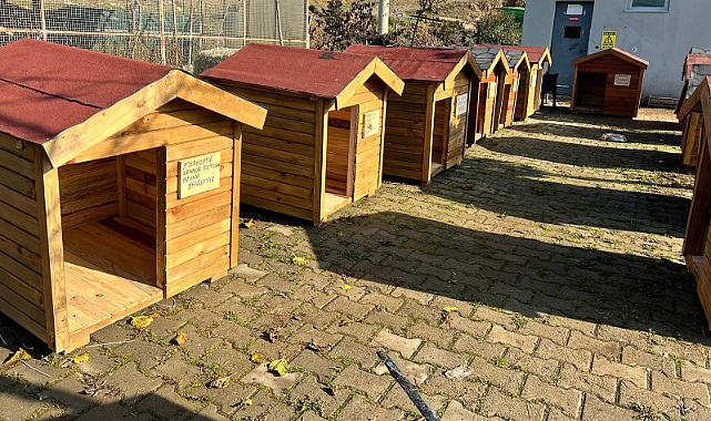 Seferihisar'da Sokak Hayvanlarına Kulübe Desteği