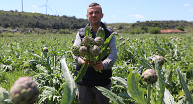 Seferihisar'da Enginar İçin Hasat Sezonu Başladı