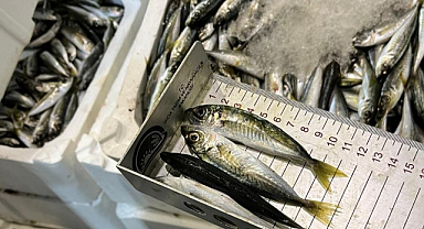 İzmir'de 241 Kilogram Su Ürününe El Konuldu