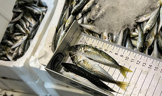 İzmir'de 241 Kilogram Su Ürününe El Konuldu