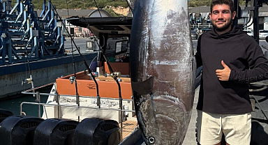 İzmir Sığacık'ta Rekor Av: Tam 260 Kilo