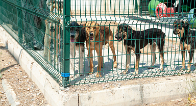 Karşıyaka'da 282 Köpek Yeni Yuvası İçin Bekliyor