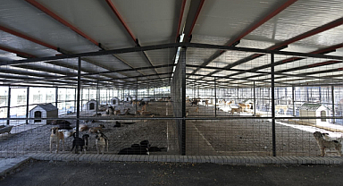 Karabağlar'da 'Sokak Hayvanları' İçin Yeni Merkez