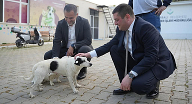 Torbalı Belediyesi Ekiplerinden Sokak Hayvanları Çalışmaları